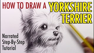 How to Draw a Dog: Yorkshire Terrier
