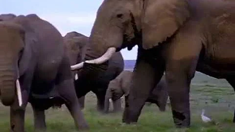 Coming Of Age With Elephants  (Documentary) NatGeo