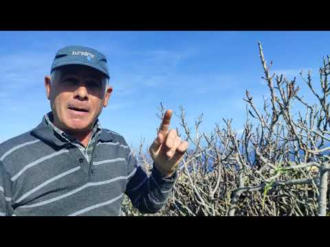Βίντεο: Πώς να σώσετε ένα δέντρο με δαχτυλίδια;