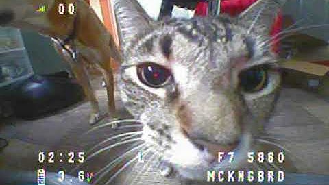 Hummingbird V1 Project Mockingbird first flights day 1 (3 of 3)