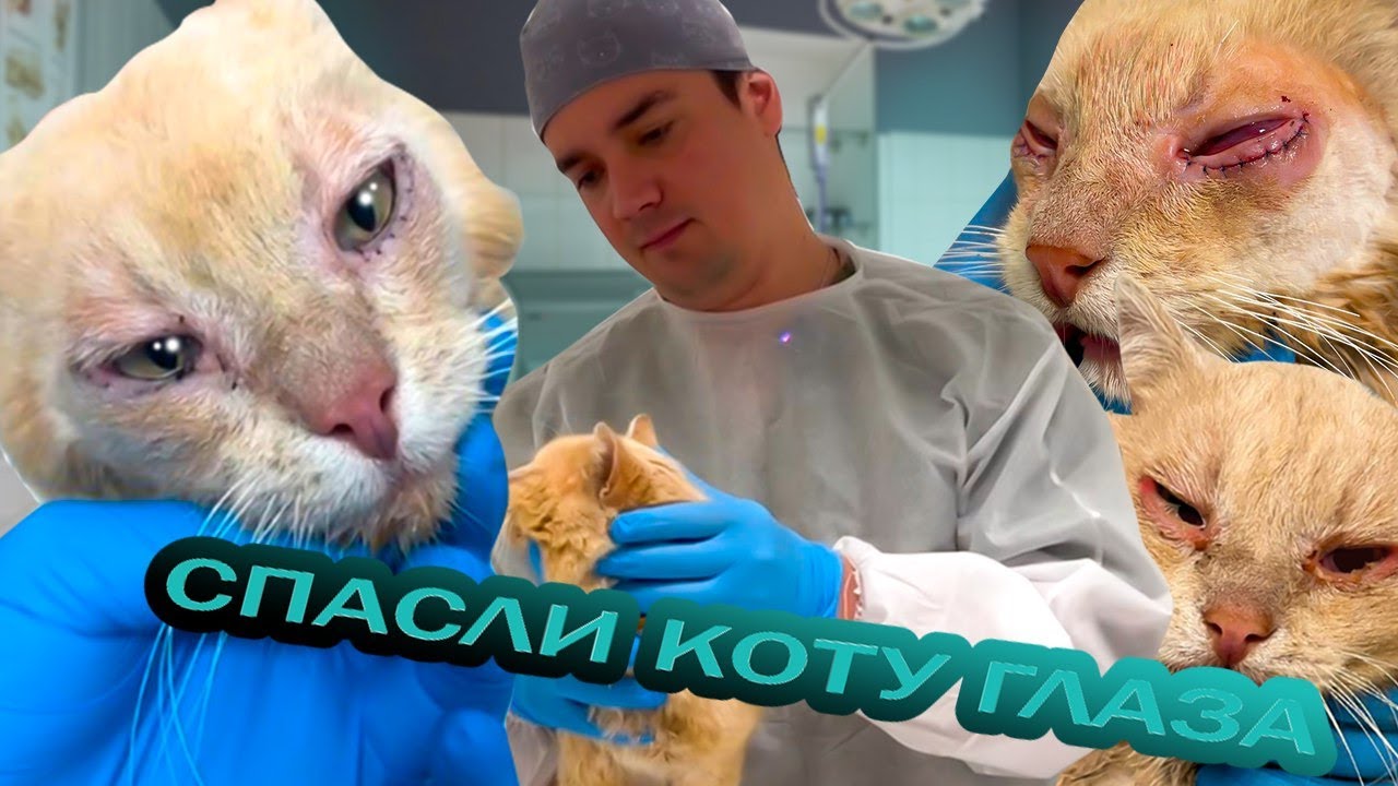 Кот чуть ли не ослеп. Спасли глаза коту. Провели исправление заворота ...