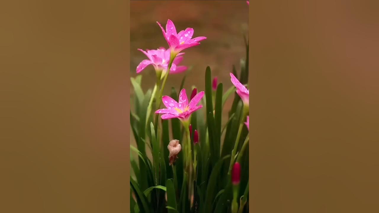 Flower status song flower Hindi song video fullscreen status