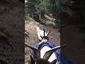 Eine Wanderung mit den Zottelgeissen 🏔️ #Ziege #packgoat #short #mountain