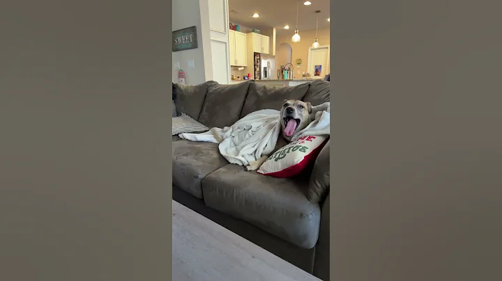 I like you, I love you! Doggie love!