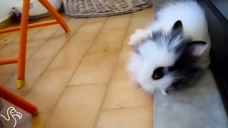 Bunny Flops...