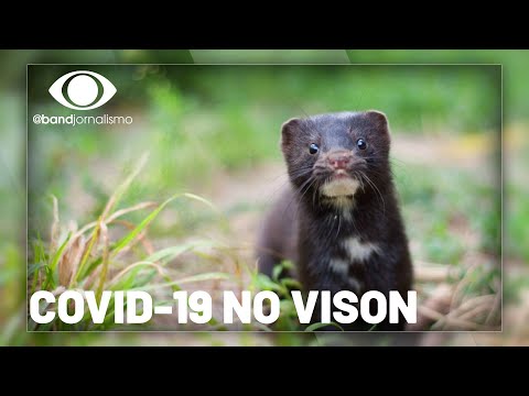Vídeo: Tudo Sobre O Vison Como Um Animal