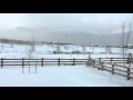 2377 Palomino (Bucking Horse) Fort Collins