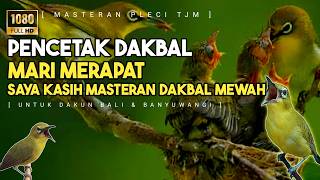 🔴 LIVE Masteran Pleci Dakbal / Dakun Bali Dan Banyuwangi Isian Top !!!