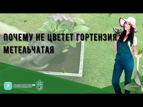 Почему не цветет гортензия метельчатая