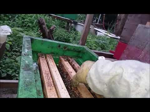 Video: Na Obranu Včel: NYC Legalizuje Včelařství - Síť Matador