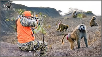 Kenya Farm Battle – Skilled Hunters Outsmart Trickster Baboons | Hog Farm