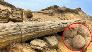 ESTE BOSQUE SE CONVIRTIÓ EN PIEDRA | ¿Por qué estos árboles hoy son roca sólida? | Dilo Nomás