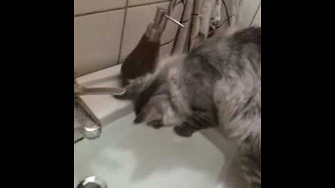 Video 11412671: maine coon water