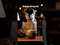 3AM Penguin Drinks Fish Coffee | Zindagi Aik Loop Hai | Nebula Shots
