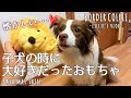 子犬の頃に大好きだったおもちゃをあげた反応は...！ボーダーコリー(1歳8ヶ月)/A toy I loved when I was a puppy