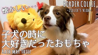 子犬の頃に大好きだったおもちゃをあげた反応は...！ボーダーコリー(1歳8ヶ月)/A toy I loved when I was a puppy