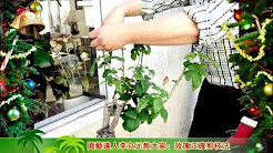 园艺达人李立元 Youtube 园艺达人李立元 Youtube