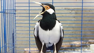 Suara Jalak Suren Gacor bikin NYAUT Semua Burung Jalak cepat RESPON jadi Gacor Full Isian Mewah
