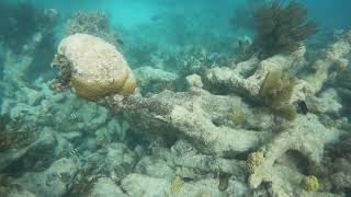 June 2026, Parrot Fish, Snorkeling Sandals Grande Antigua