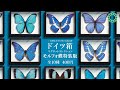 Morpho Butterfly Special Edition