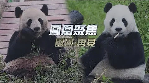 团团 再见｜承载两岸情的团团圆圆  往昔留下哪些美好回忆？#团团 病重 两岸同胞如何联合救治？｜凤凰聚焦｜20221122 - 天天要闻
