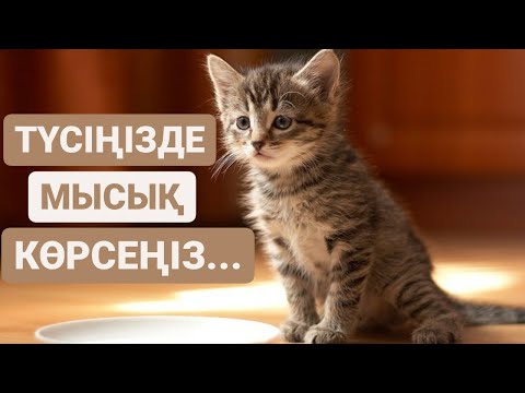 Бейне: Мысықтарды құм жәшігін қайтадан қолдануға үйретудің 3 әдісі