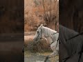 Turkish Horse