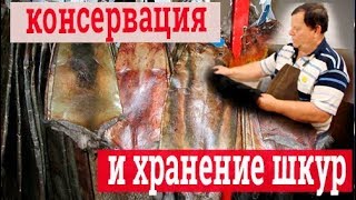 Как сохранить шкуру. Выделка шкур в домашних условиях