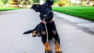 Can Your Dog Do That?? Australian Kelpie Training