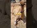 Tamanart تمنارت Tamanart تمنارت
