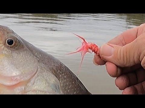 bass fishing could not resist this jig