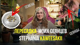 видео: Stephania kaweesakii: опыление, семена, пересадка моих сеянцев картинка: Stephania kaweesakii: опыление, семена, пересадка моих сеянцев