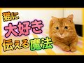 猫に好きだと伝える方法