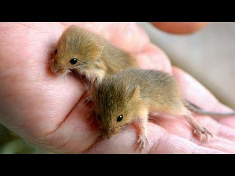 日本最小のネズミの赤ちゃん保護 山口 きらら浜自然観察公園 Youtube