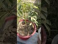 N.....New One! 🔥 #shortsfeed #shorts  #funnyvideos