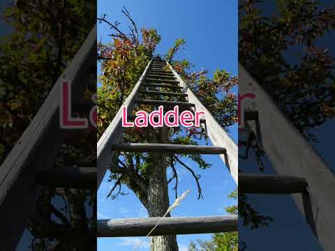 سلم في اللغة الإنجليزية