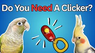 Do You Need A Clicker To Train Your Bird? - Parrot Training Tips | TheParroTeacher AD
