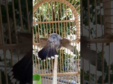 مزاوف فحل بلبل زواف بلبل لتحفيز البلابل علئ المزاوف لاتنسون الإشتراك في القناه