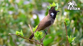 Nightingale Singing, Wind Noise and the Sound of Crickets