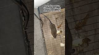 Membuat Perangkap Listrik Untuk Tikus