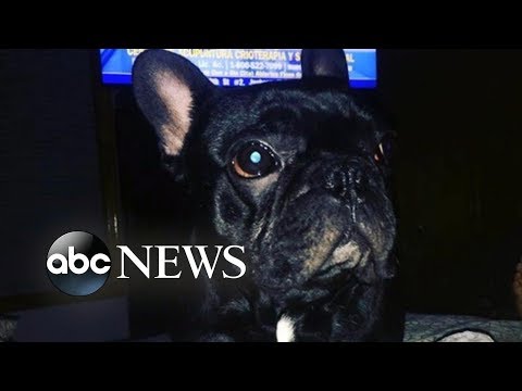 Video: Ang Puppy Ay Namatay Sa United Flight Matapos Ang Attendant Na Hiniling Sa Pamilya Na Ilagay Ang Aso Sa Overhead Bin