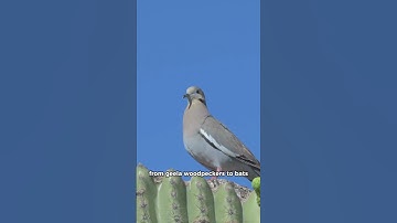 Thumbnail of The biggest cactus in the world. Would you go to Saguaro National Park? #saguaro #nationalparks