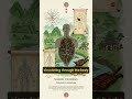 Why Activated Charcoal Remains Underrated: The Big Pharma Dilemma