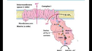 MBS Lehninger Chapter 19 Oxidative Phosphorylation part 1