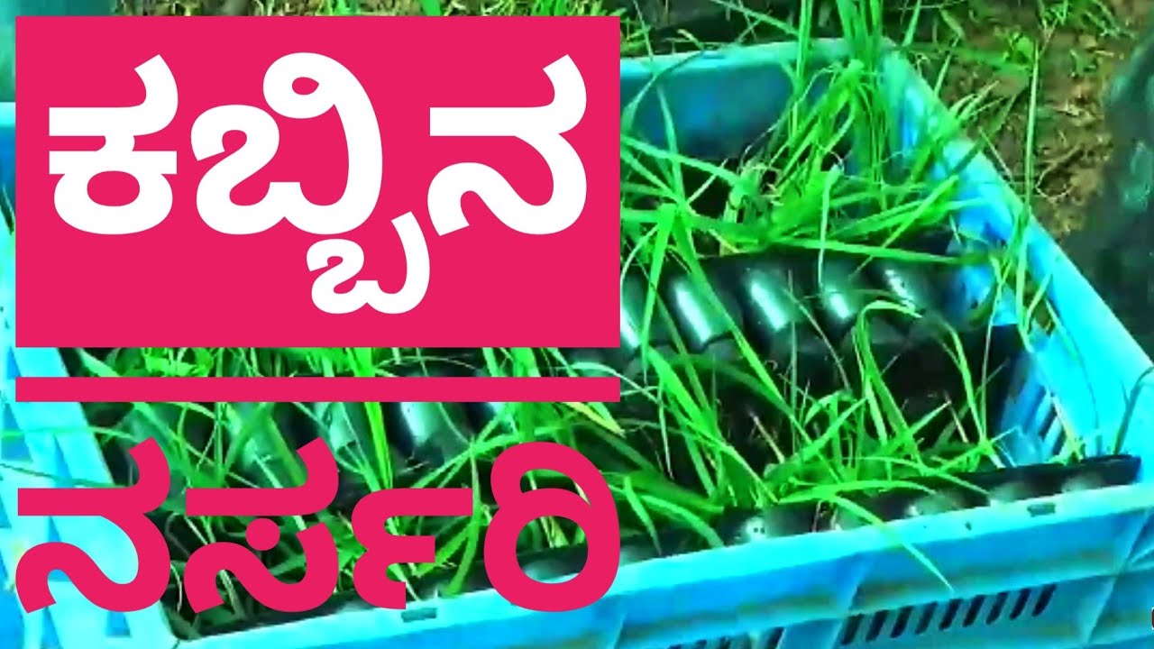 ಕಬ್ಬಿನ ನರ್ಸರಿ-SUGARCANE NURSERY