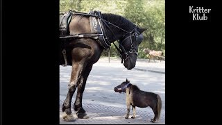 Meet Thumbelina, The Smallest Horse In The World | Kritter Klub screenshot 4