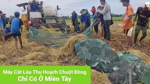 Máy Cắt Lúa Bắt Cù Chuột Đồng Trúng Mánh Thấy Ham
