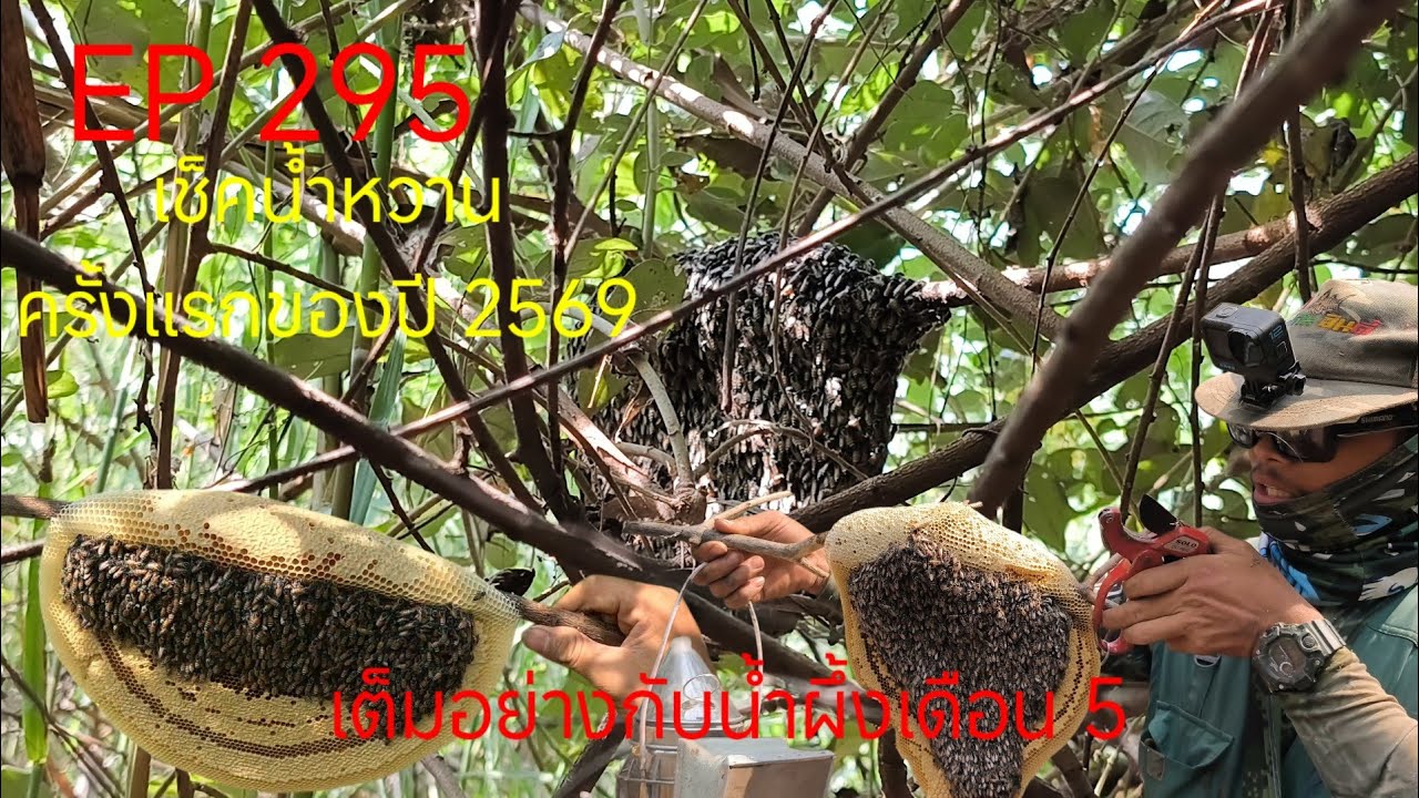 EP 295 ตอน เช็คน้ำหวานครั้งแรกของปี 2569 #ผึ้งมิ้ม #ผึ้งป่า #อยู่กินอินดี้ #หาอยู่หากิน 