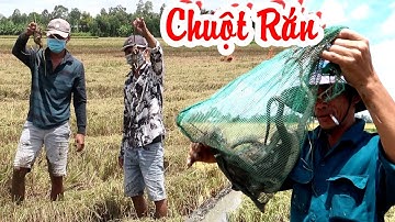 Ra Đồng Theo Máy Cắt Lúa Bắt Chuột Bắt Rắn Bắt Cá Về Nướng Mọi Nhậu Lai Rai Buổi Trưa Nắng