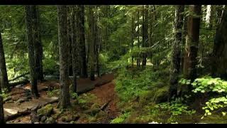 PEMANDANGAN HUTAN INDAH  | NO COPYRIGHT